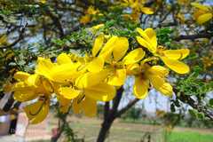 Senna multijuga